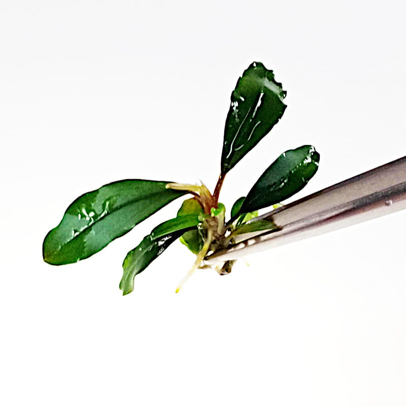 Bucephalandra sp. ’Ulysses’ in vitro 1szt.